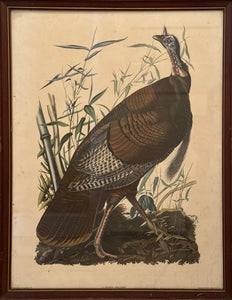 Wild Turkey