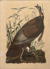 Wild Turkey