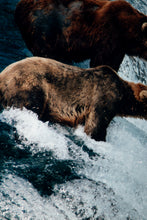 Bears Fishing for Salmon