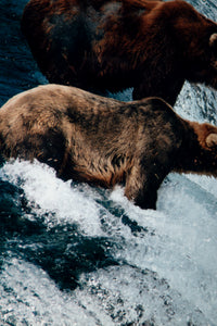 Bears Fishing for Salmon