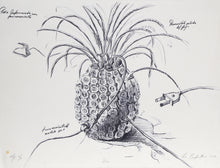 Pina II
