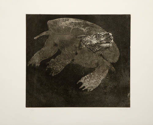 Turtle