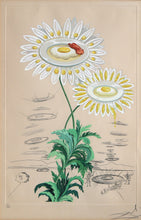 Chrysanthemum Frutescens