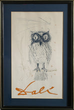 Owl