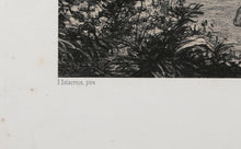 Marphise (Tire de l'Arioste)