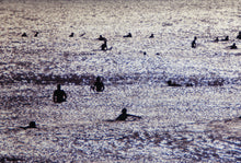 Makaha no. 60