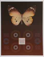 Butterfly Matrix II