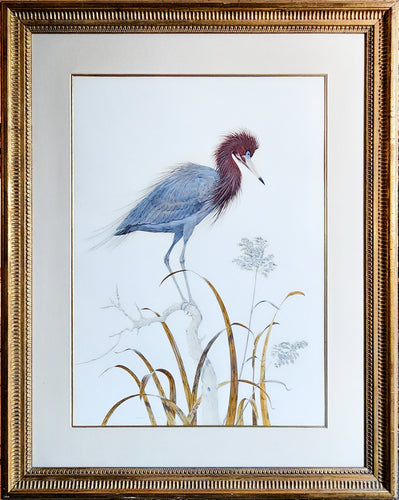 Redish Egret