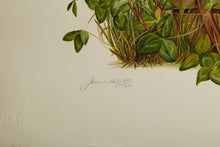 Black Eyed Susan and Clover