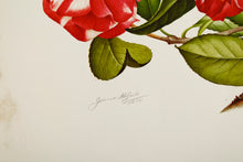 Camellia and Peach Blossom