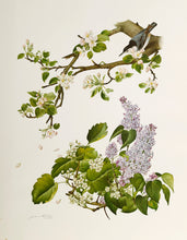Hawthorne, Purple Lilac and Apple Blossom