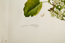 Hawthorne, Purple Lilac and Apple Blossom