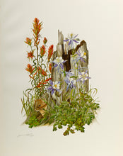 Indian Paintbrush and Blue Columbine