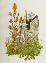 Indian Paintbrush and Blue Columbine