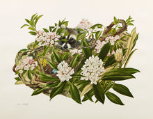 Mountain Laurel and Great Rhododendron