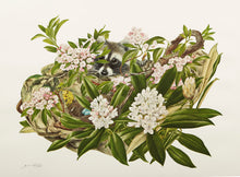 Mountain Laurel and Great Rhododendron