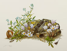 Pasque Flower and Forget Me Not