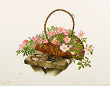 Prairie Rose, Pink Rose and Wild Rose