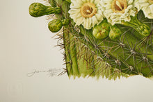 Saguaro Cactus Flower and Yucca