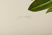 Syringa, Oregon-Grape and Pacific Rhododendron