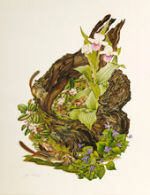 The Violet, Mayflower and Pink and White Lady Slipper