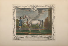 The Portrait of Crab