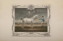 The Portrait of Lamprey (BLUE)