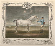 The Portrait of Lamprey (BLUE)