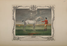 The Portrait of Lamprey (RED)