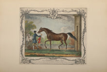 The Portraiture of White Nose