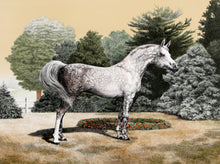 Arabian