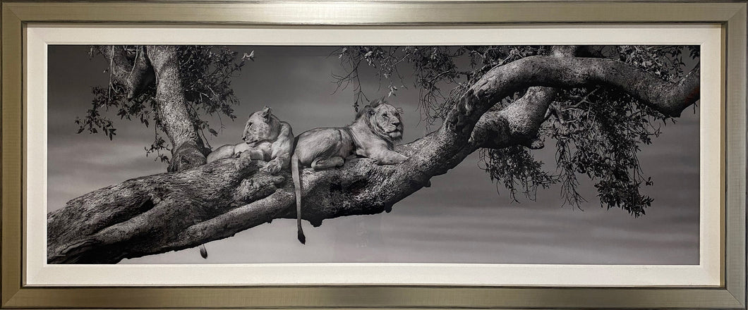 Ruling from the Tree Tops, Kenya