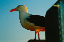 Seagull