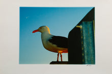 Seagull