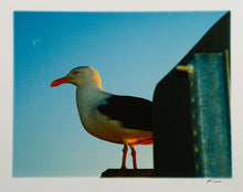 Seagull