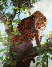 Leopard in Tree