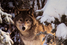 Timber Wolf