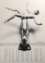 Pilobolus