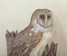 Owl