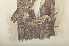 Owl