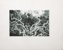 Oak Branches