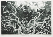 Oak Branches