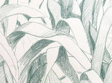 Green Grass