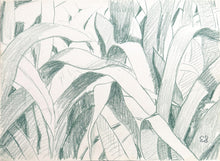 Green Grass