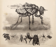 Fly and Smaller Insects from A Bestiary