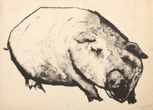 Pig