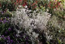 Artemesia