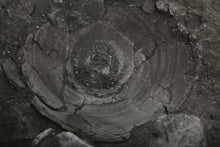 Ashkelon II