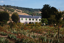 Field of Irises