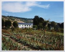 Field of Irises
